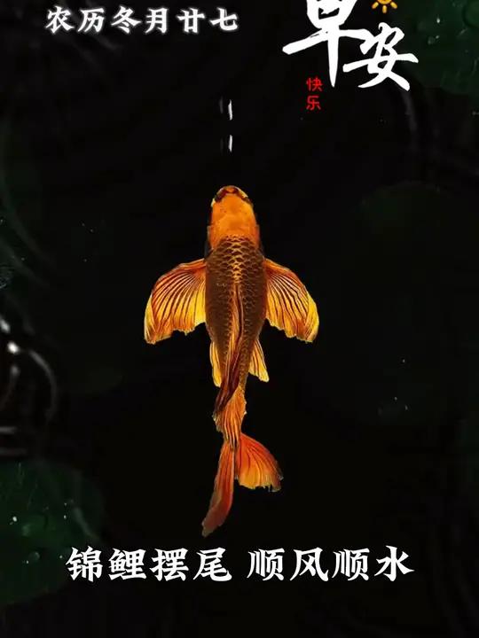 锦鲤摆尾,顺风顺水。新的一天,愿您如鱼得水,风生水起。每日祝福