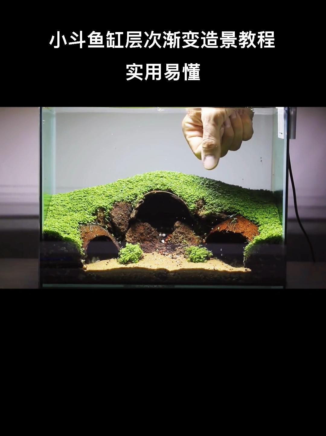 小鱼缸开缸造景全过程,收藏备用吧