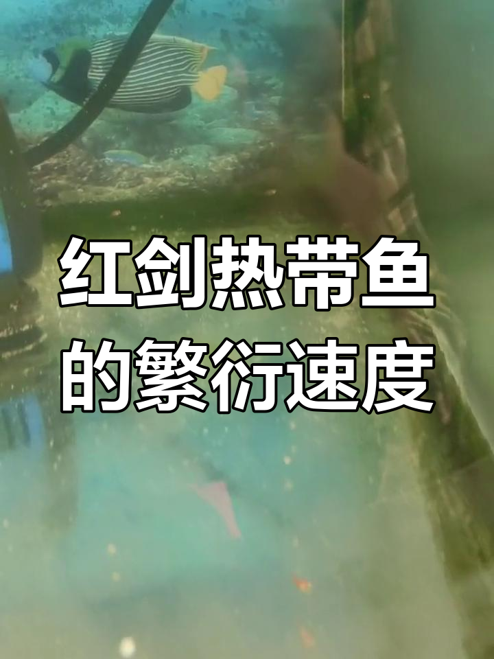 红剑热带鱼七个月繁殖一次,母鱼一胎30条小鱼苗