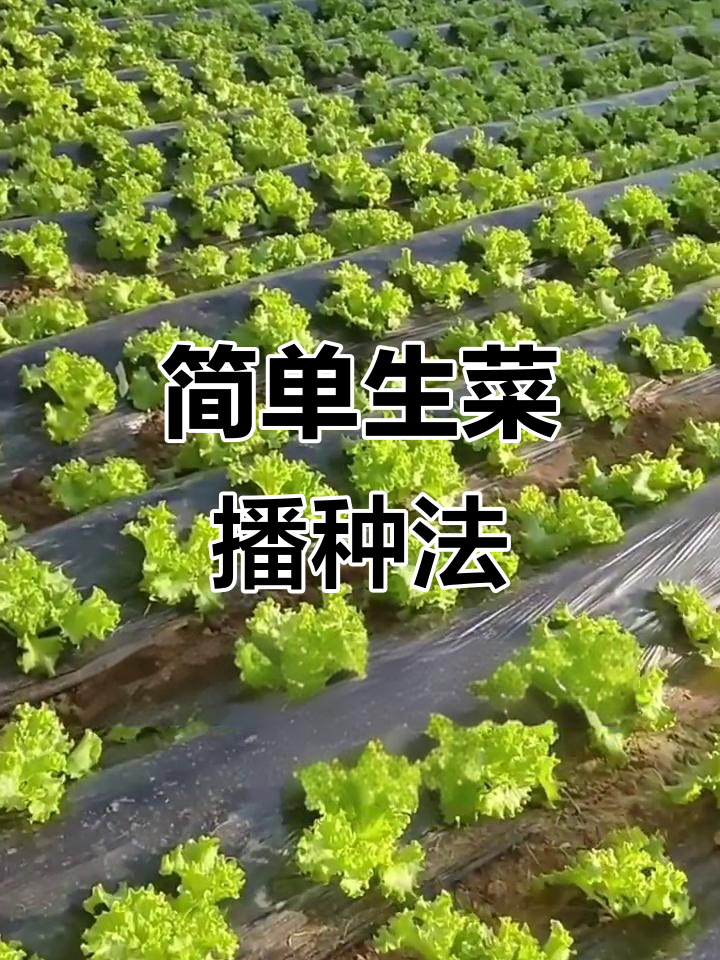 生菜种植技巧:从泡种到发芽,轻松搞定