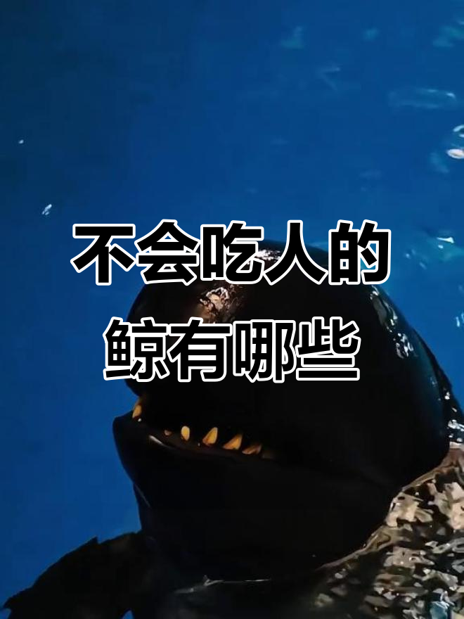 这些鲸鱼不吃人,性格各异超可爱