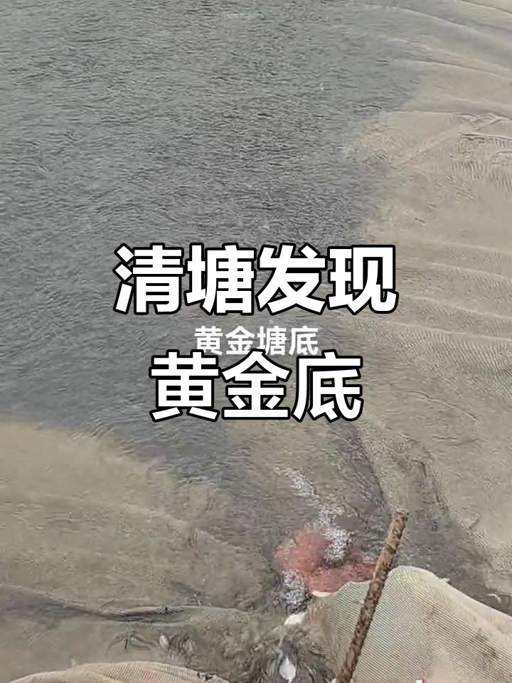 黄金底下的鳑鲏虾虎棒花,黑压压一片全是宝贝