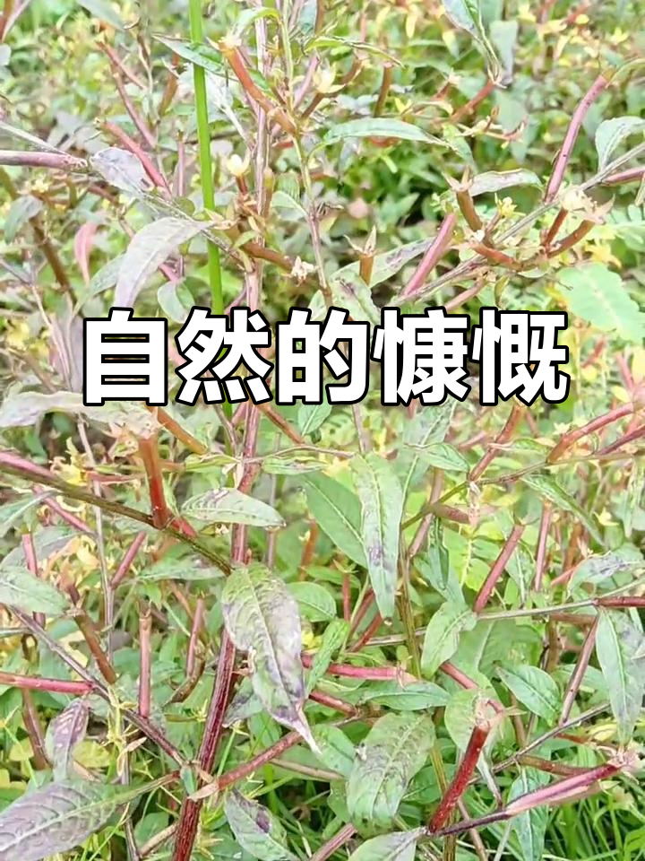 大自然如画,清风与草木皆为她的无私馈赠