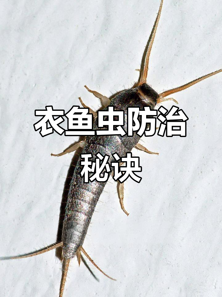 如何彻底清除衣鱼虫?掌握关键步骤,轻松解决!