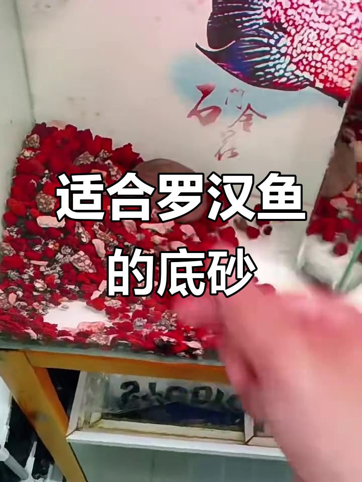 罗汉鱼缸底砂选择指南:火山石、河沙还是其他?