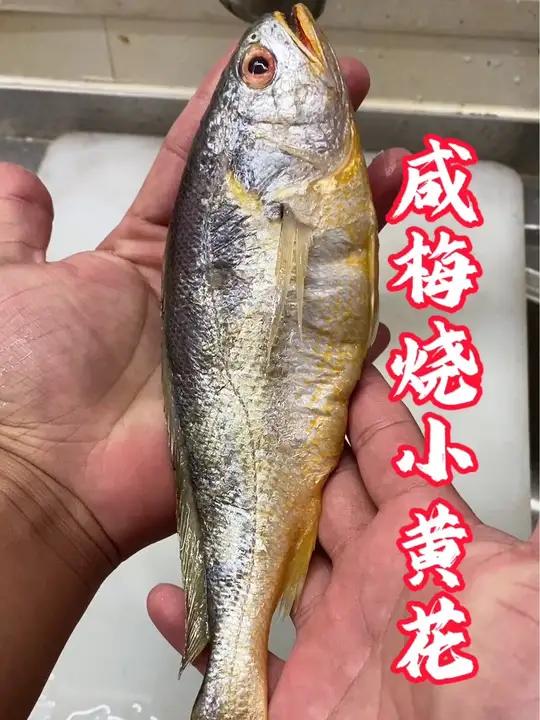 咸水梅烧小黄花。小黄花 黄花鱼 海鲜 黄花鱼做法