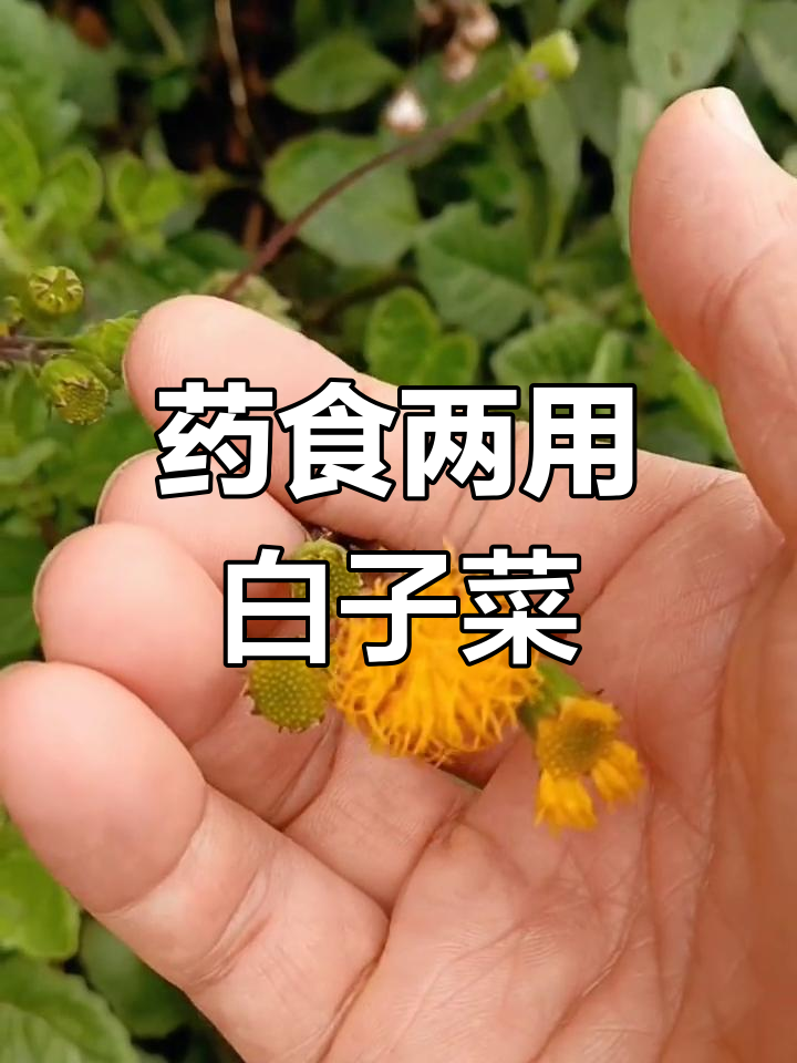 白子菜既是美味蔬菜,又有显著药用价值