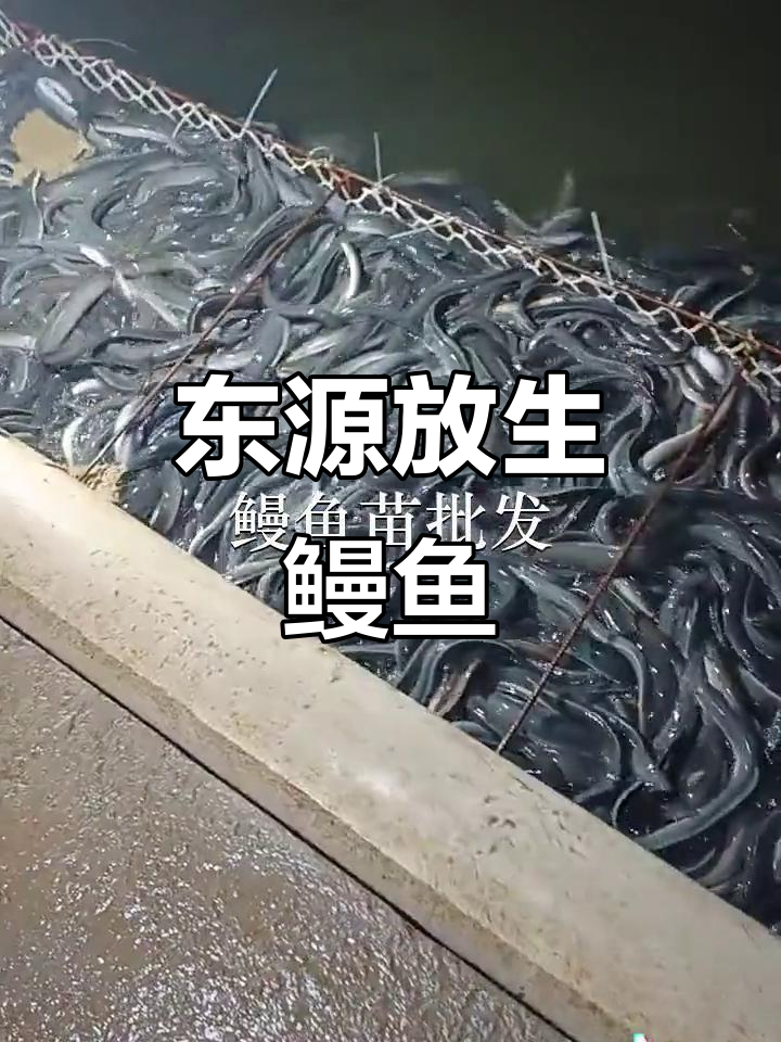 涟源市鱼苗场放生鳗鱼，东源河段惊现呆萌生物