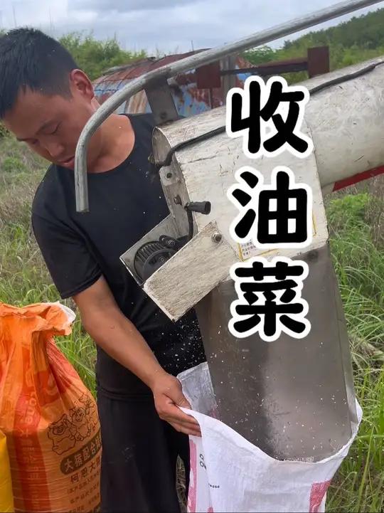 油菜 今天收割油菜，没想到两台机器收割我家田都坏了 