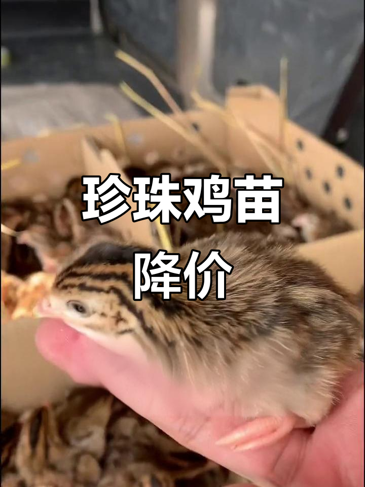 珍珠鸡苗价格大降,养殖季节来临!