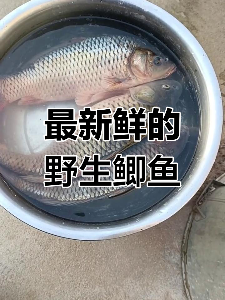 野生鲫鱼真实照片,新鲜感十足