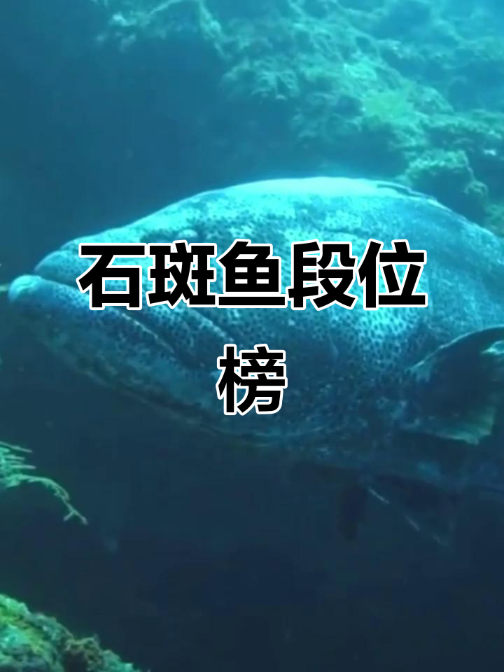 石斑鱼餐桌段位大揭秘，从青铜到王者！