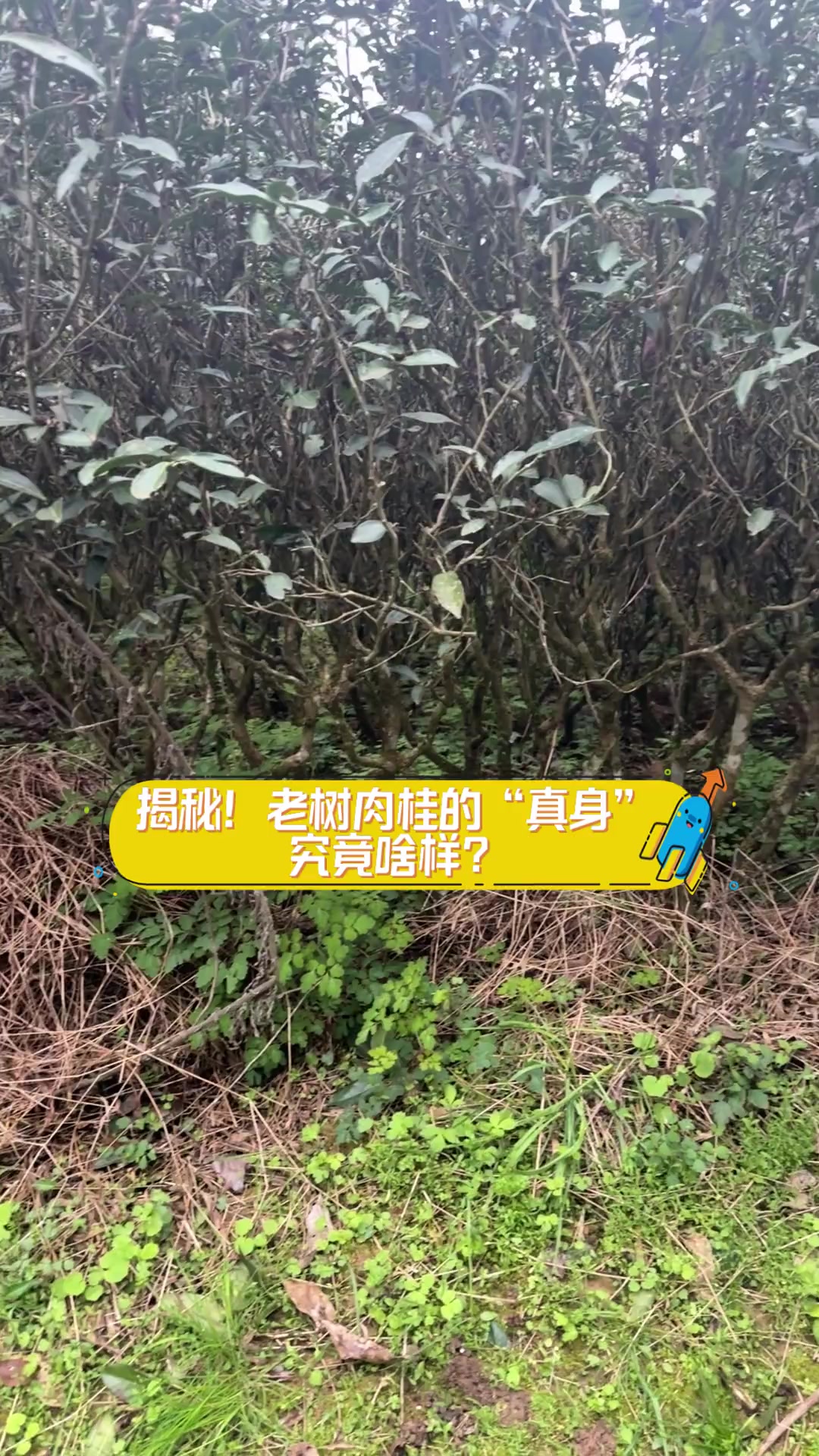 揭秘!老树肉桂的“真身”究竟啥样?