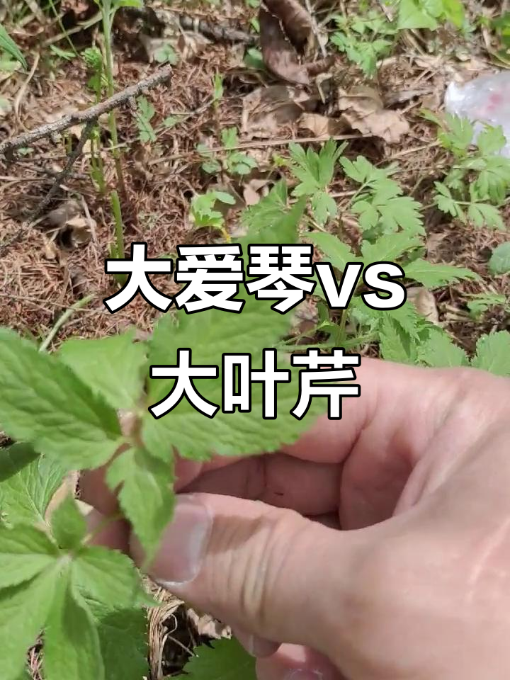 野菜大揭秘:如何区分大爱琴与大叶芹的特征