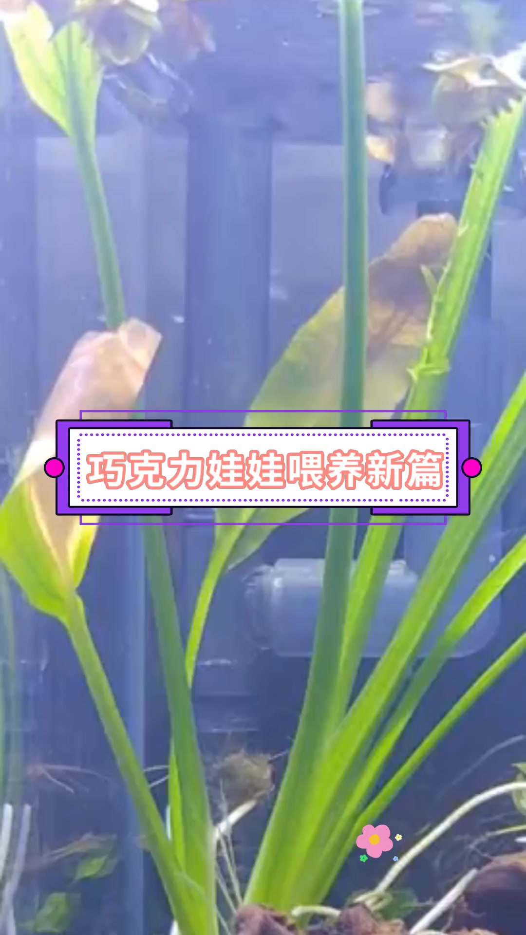 巧克力娃娃喂养新篇