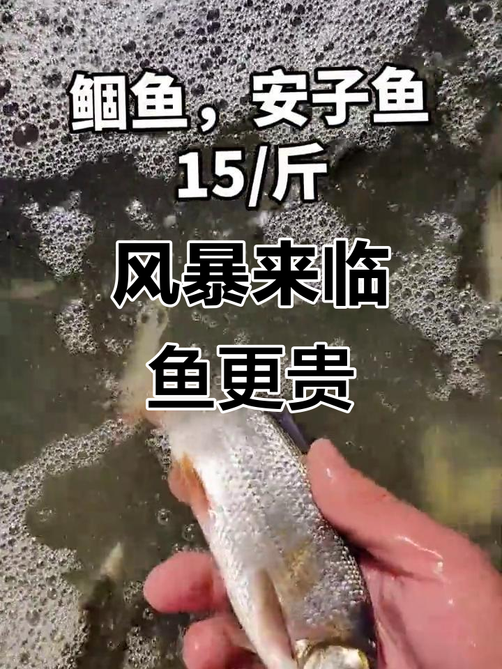 风浪越大,鱼越值钱!野生美味等你来尝