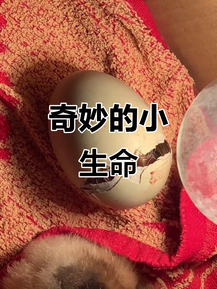 小鸡破壳而出,竟然这样用力!