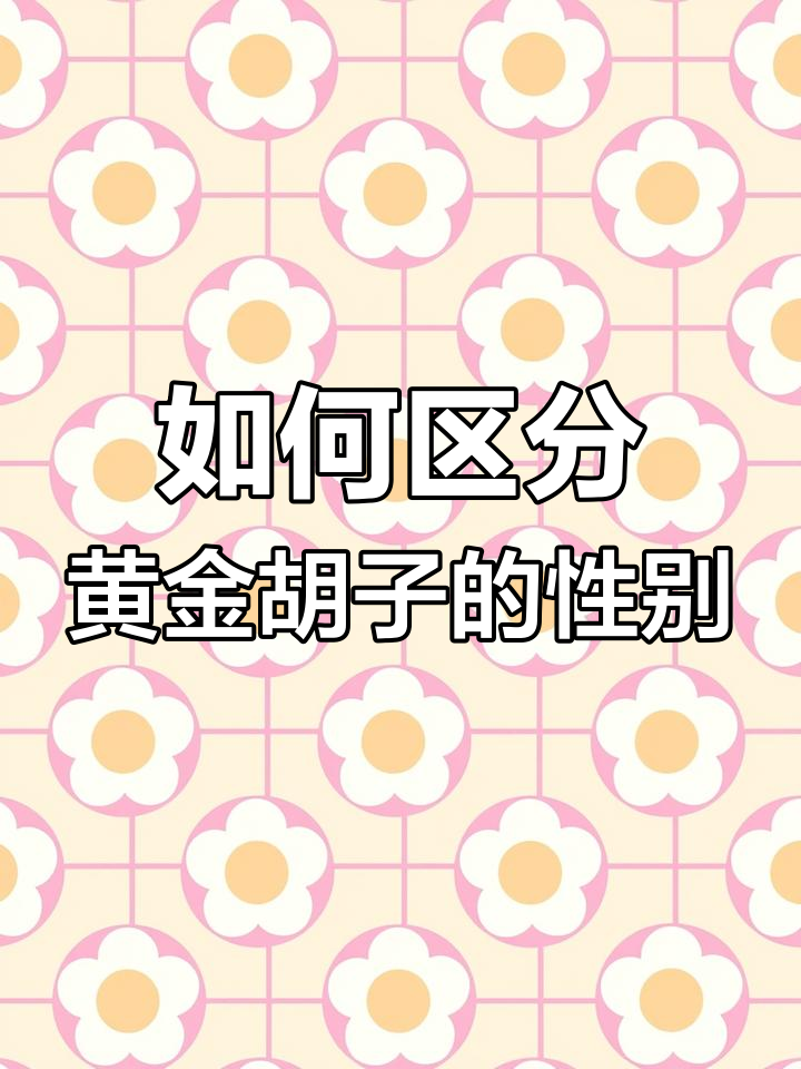 黄金胡子公母分辨技巧,沉木啃一啃更健康