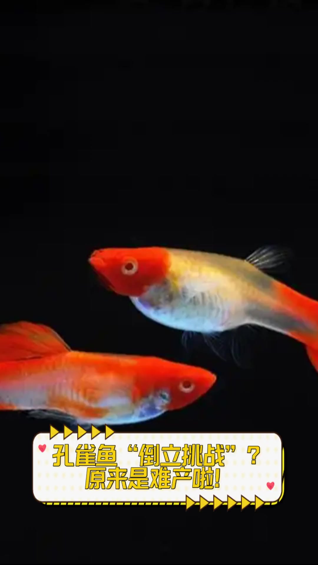 孔雀鱼“倒立挑战”?原来是难产啦!