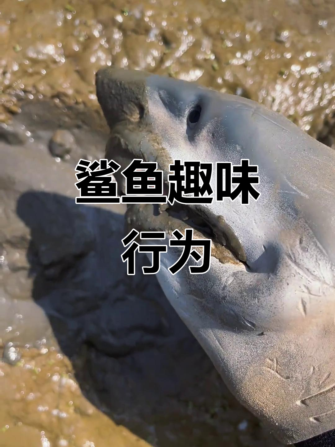 鲨鱼吃地球,脚定抱起超有趣!