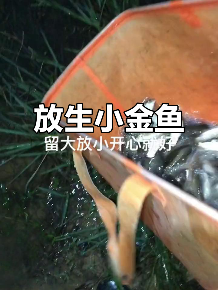 小鲫鱼放生,吃不完就让它自由