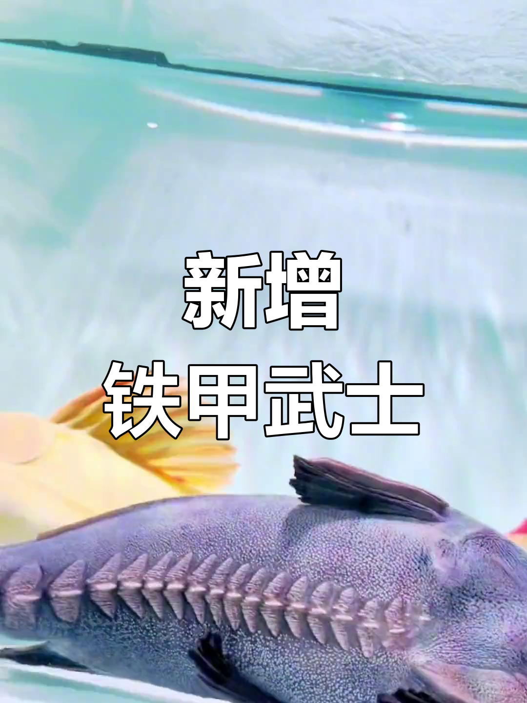 铁甲武士鱼入缸,水族箱大变样