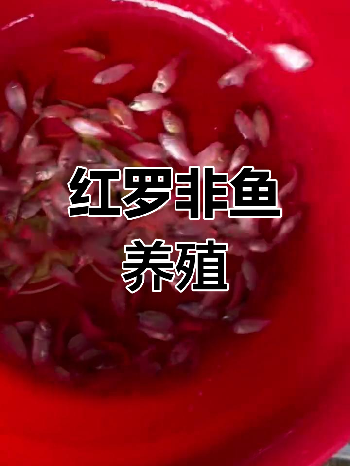 彩虹雕红罗非鱼苗,七八个月可长至一斤半