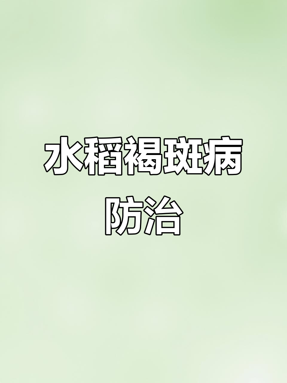 水稻细菌性褐斑病症状与防治方法