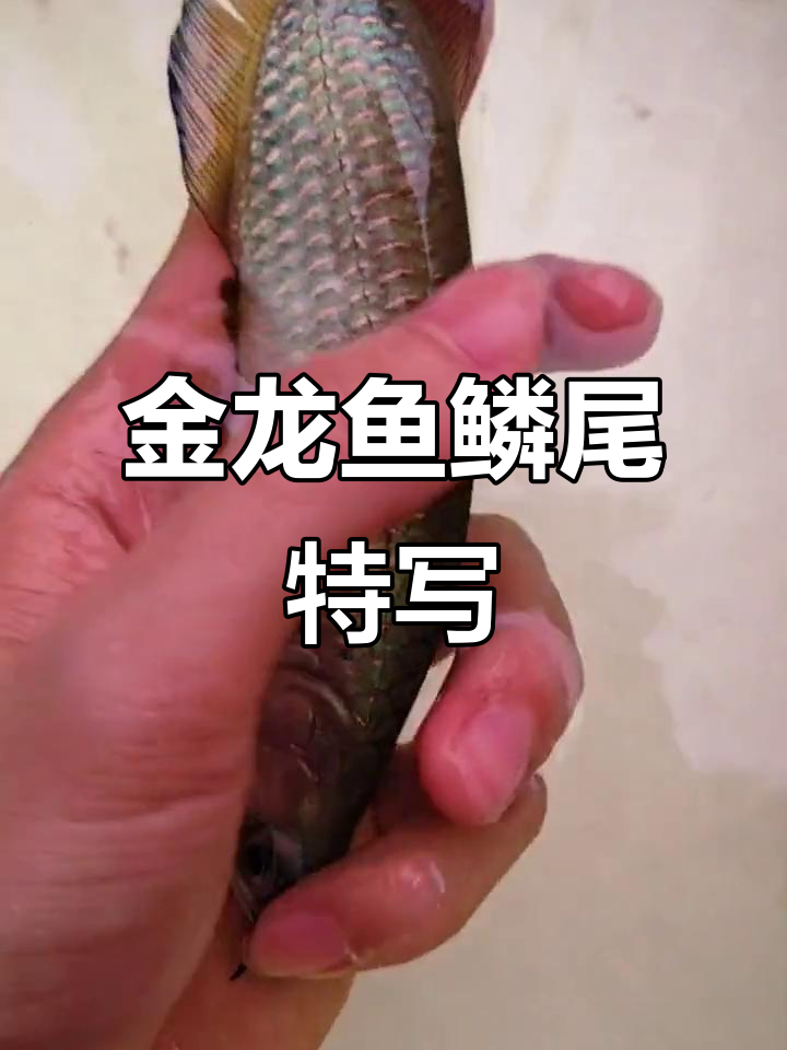 澳洲星点金龙鱼,鳞片与尾巴细节展示