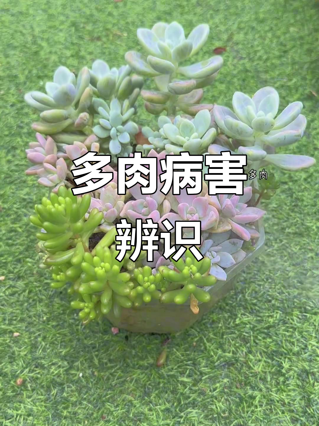 想养好多肉?先学会识别常见病症,新手必看!