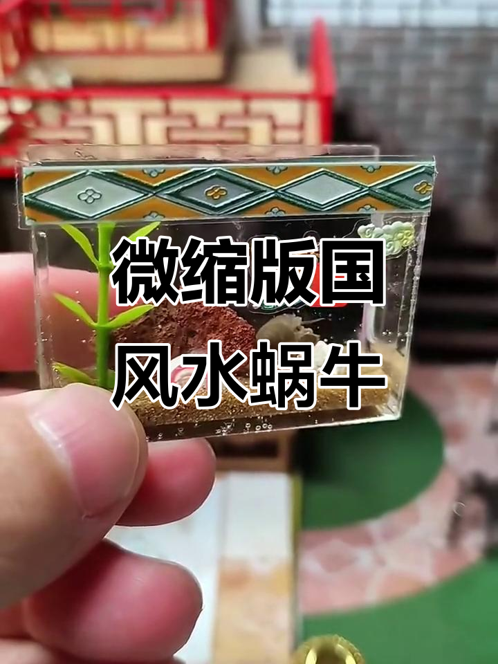 用微缩国风鱼缸养水蜗牛,超治愈!