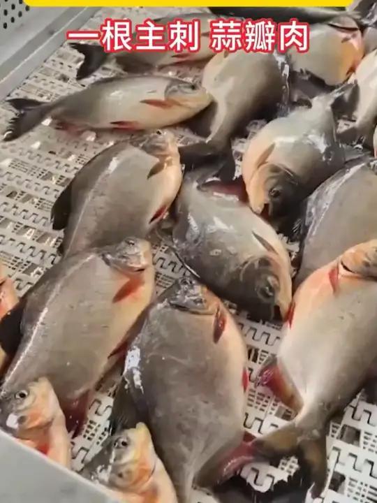 红鲳鱼价格大跳水,5大条6斤半只要两位数必吃榜餐饮食材海鲜吃货A