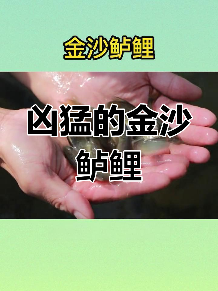 金沙鲈鲤:长江上游的肉食性猛鱼