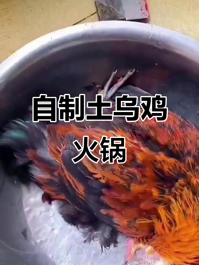 土乌鸡火锅底料,简单又美味的一日三餐