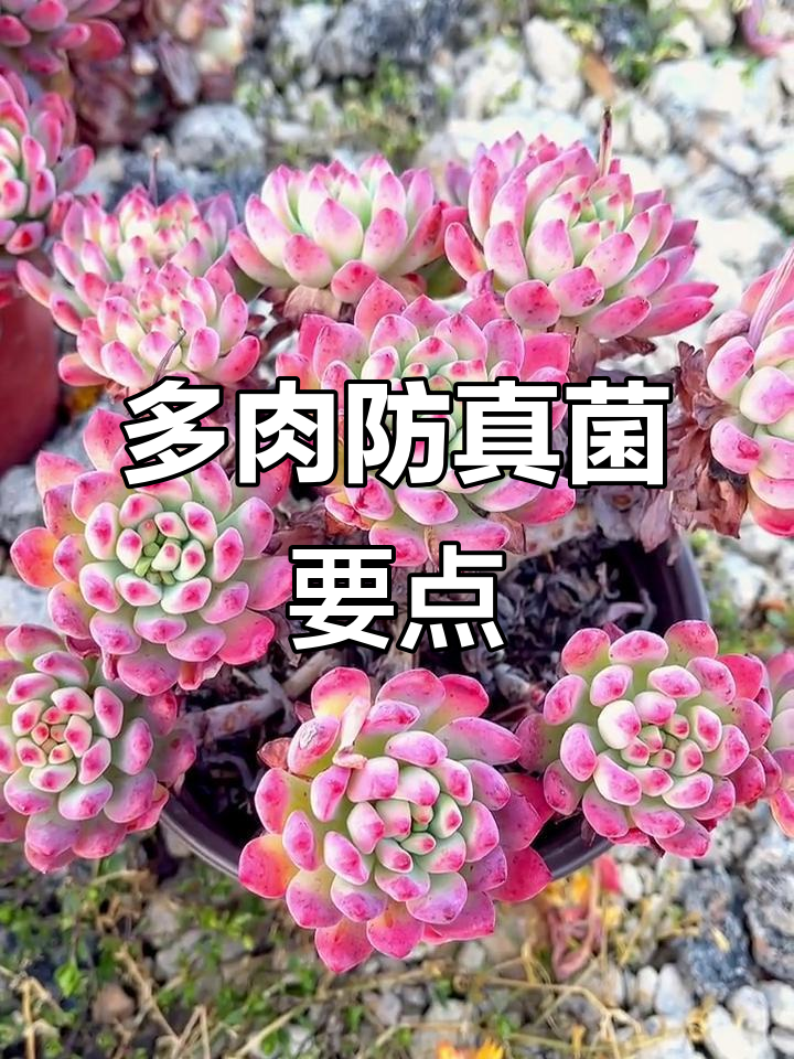 如何预防多肉植物真菌感染?环境与伤口管理关键