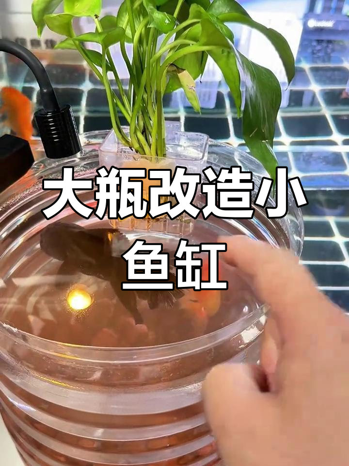 矿泉水瓶变鱼缸,轻松DIY生态水族箱