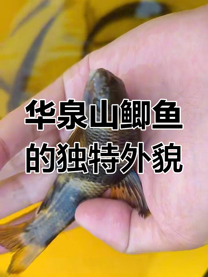 华泉山鲫鱼:独特纵纹外套与小巧身形的完美结合