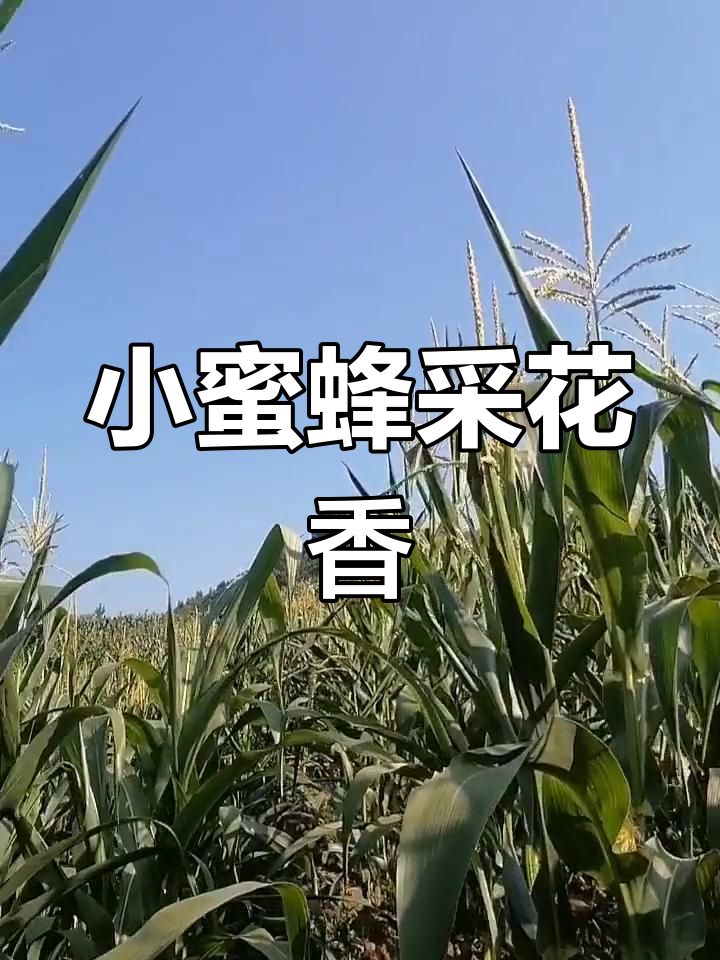 山中菜花与小蜜蜂的美丽邂逅,绿沙中的甜蜜之旅