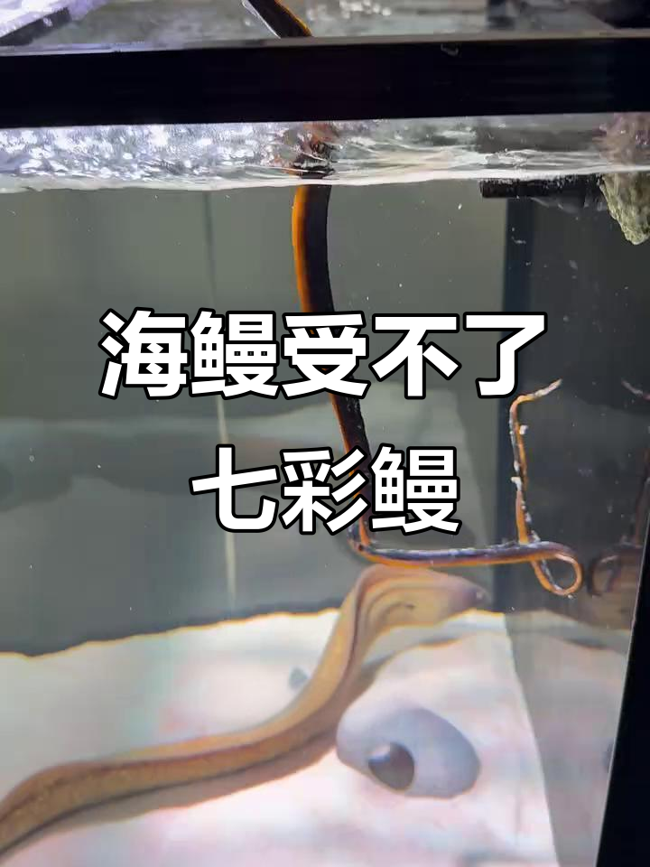 七彩鳗鱼与海鳗的“大作战”:味道太冲,竟然被吐了!