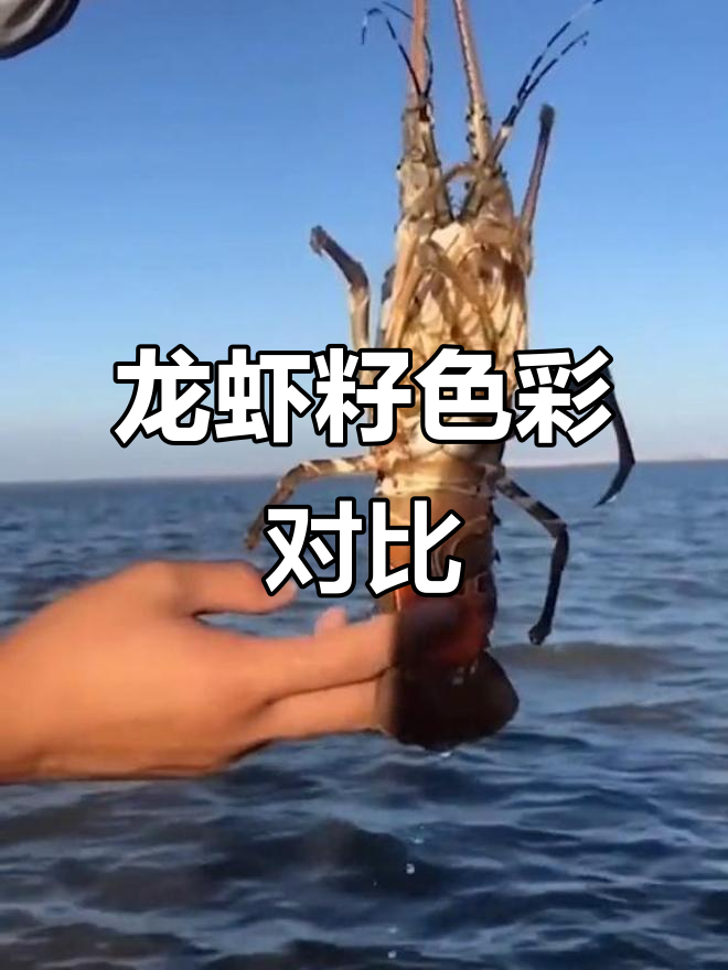 波士顿与澳洲龙虾籽颜色大比拼，黑色橙色各具特色