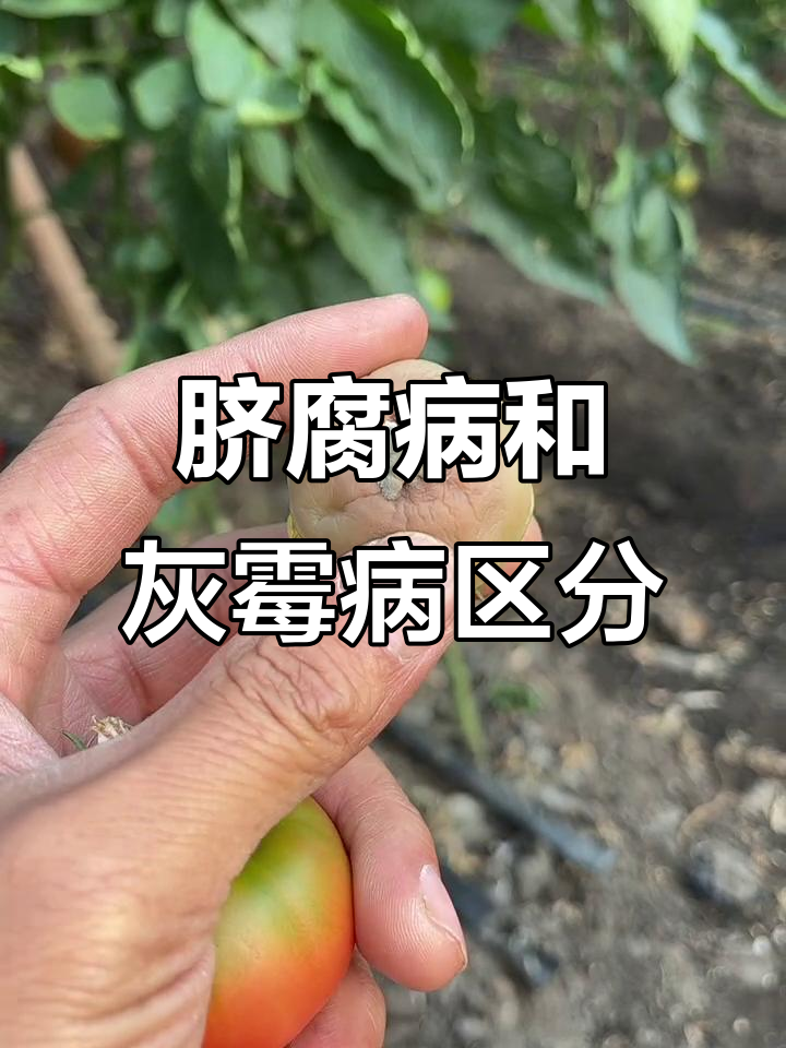 脐腐病与灰霉病的区别,症状解析