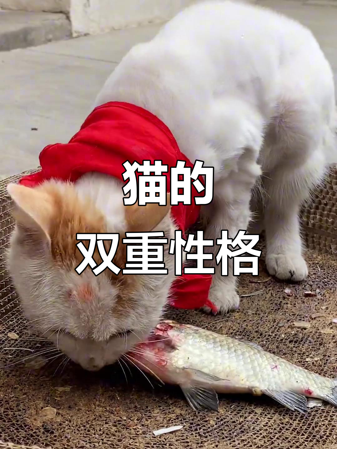 猫儿既贪玩又专注,一听到鱼声就守候数小时,非吃不可!