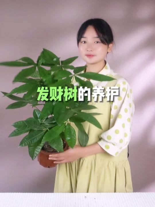 发财树养护大全