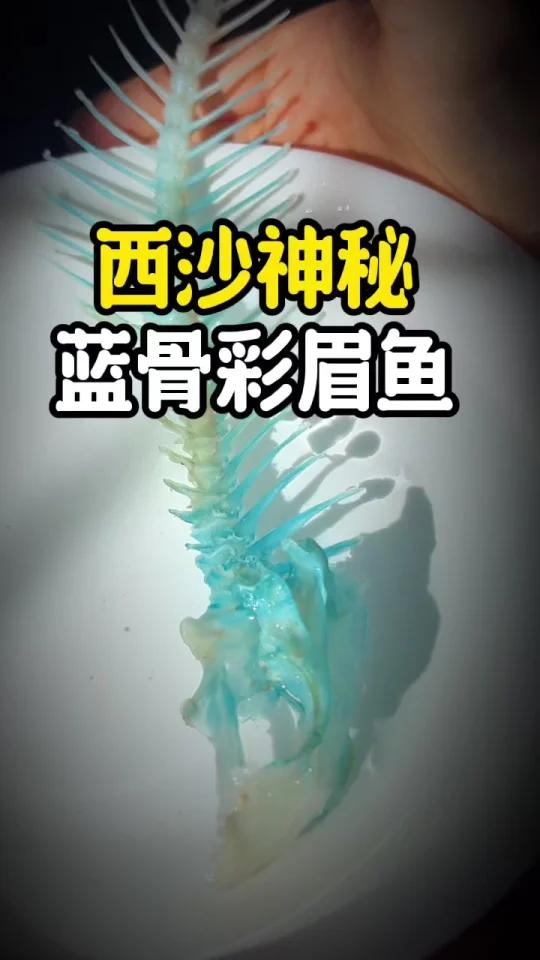 西沙蓝色骨头的鱼,会中毒