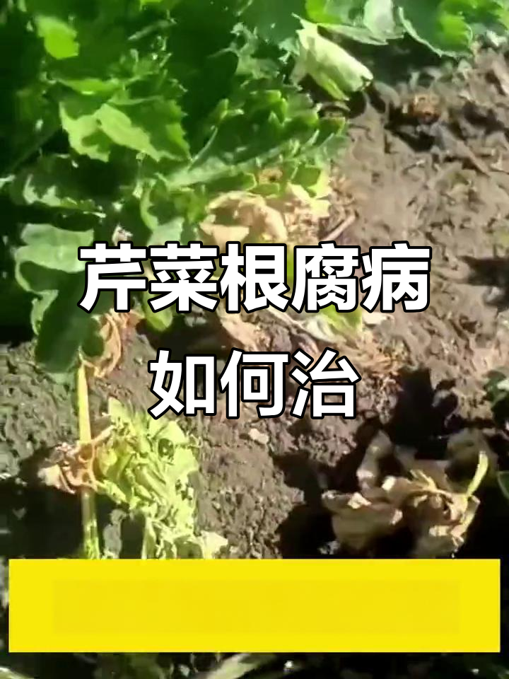 芹菜根腐病防治全攻略,轻松恢复健康生长