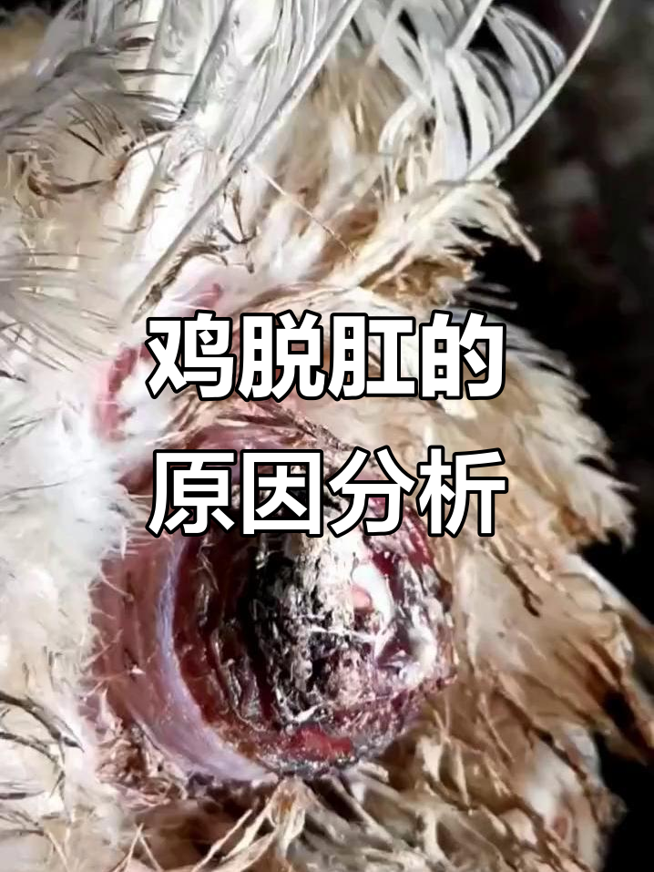鸡脱肛的真正原因,泄殖腔炎难治吗?