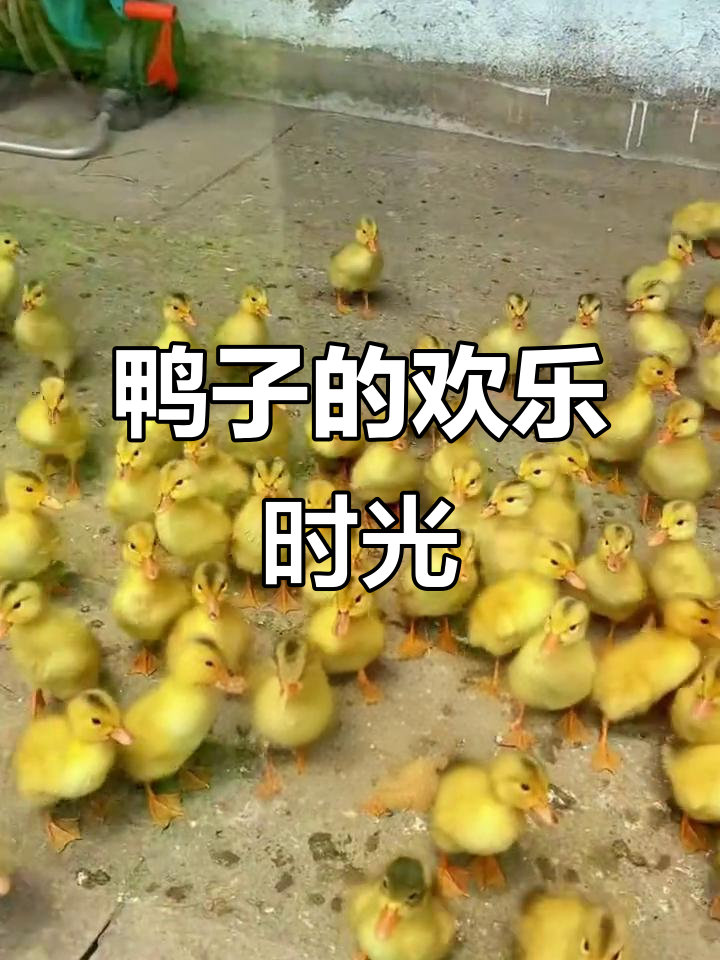 鸭子在水中嬉戏,萌态十足