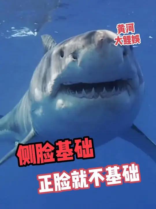 有些动物侧脸一般但是正脸绝了