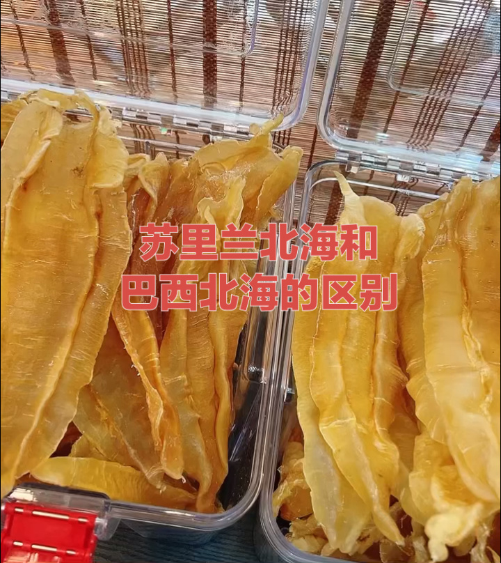 鱼胶知识:苏里兰北海和巴西北海的区别