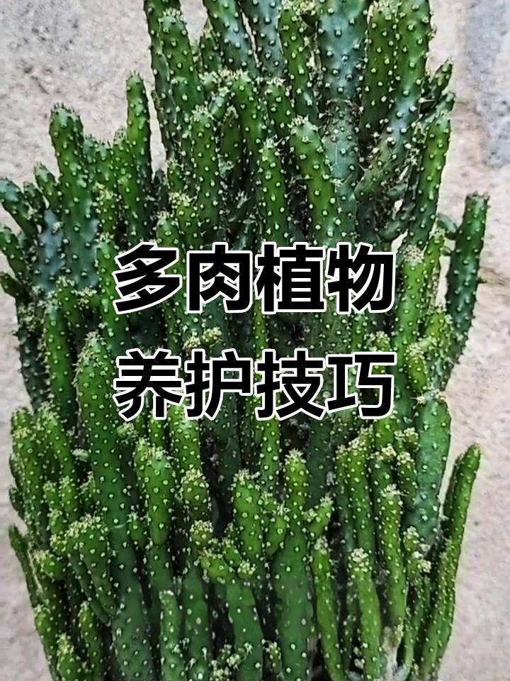 招财进宝的多肉植物,轻松养护秘诀大公开